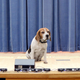 Illustration for article titled Sex-Ed FTW: This Pregnant Dog Visits Schools To Teach Children That Just Because You Have Huge Tits Doesn’t Mean They Always Look Goodem/em